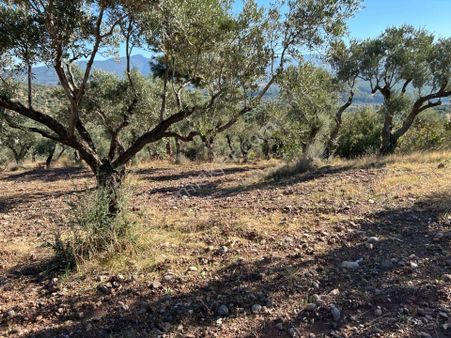 Buca Turyap'tan 11.550 M2 Müstakil Tapulu Fırsat Arazi