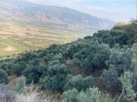 Araç Takaslı Fırsat Zeytinlik 16.255 M2