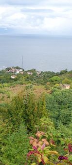 Perşembe Caytepe De İmarlı Fındık Bahçesi Satılık