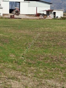 Foça Gerenköyde 1773 M2 Tek Tapu