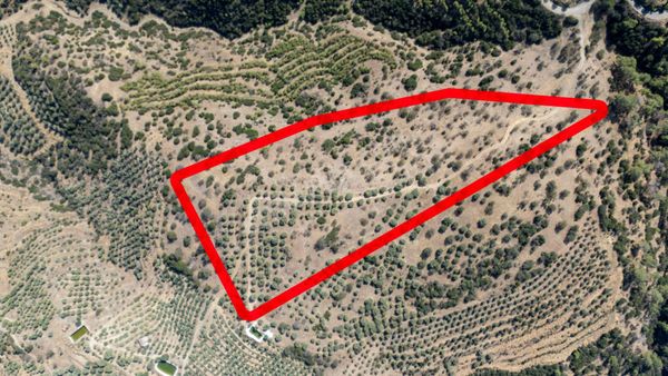 Başaran Mahallesinde Satılık Yatırımlık Zeytinlik