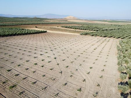 Salihlide Satılık 99 Dekar Trilye Cinsi 2 Yaşında Zeytinlik