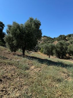 Nazilli Sailer Mah.asar Mevki Satılık İncirlik