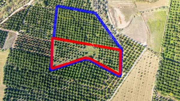 Çobanisa Mahallesinde Satılık Portakal Bahçesi