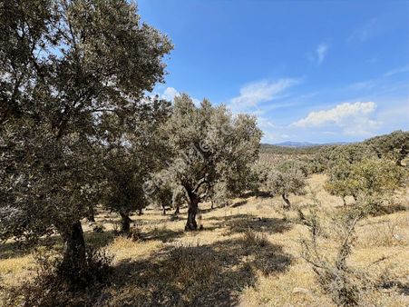 Seferihisar Ulamış' Ta Uygun Fiyatlı Büyük Arazi