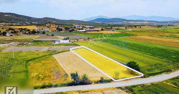 Turpa Foça Maviden Gerenköyde Satılık Tarla
