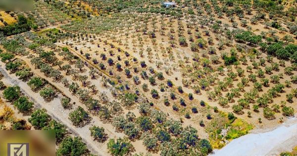 Turpa Foça Maviden Gerenköy'de Satılık Tarla