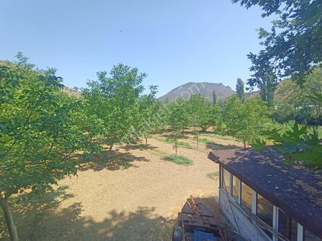 Kristal Unity'den 27 Dönüm Ceviz Bahçesi (10 Yaşında 1000 Adet)