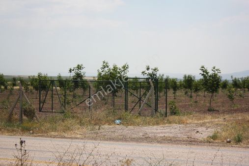 Kristal Unity'den 47 Dönüm Ceviz Ve Meyve Bahçesi