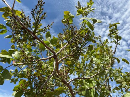 Akev Gayrimenkul'den Aşağı İçkarada Müstakil Fıstıklık