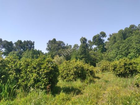 Köyceğiz Yangı Çayırköy Mah. Satılık 1372 M2 Tarla