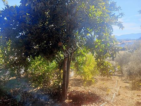 Yanıklarda 600 M2 İçinde Fırsat Eski Ev (araç Takasına Açık)