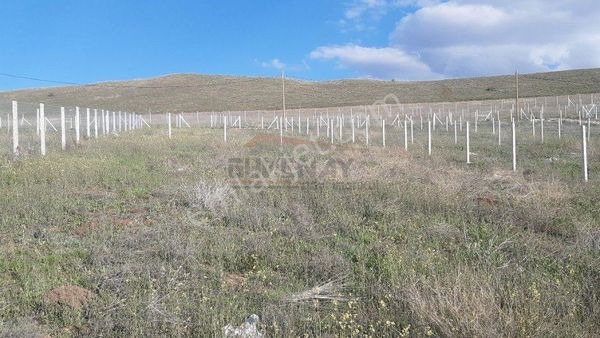 Güvenay - Çorum Eski Osmancık Yolu Üzeri Sarmaşa Mevkii Satılık Hobi Bahçe