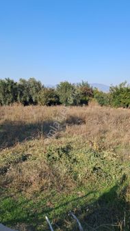 💥inan Emlak Gayrimenkulden 8. Mıntıkada Satılık 🫒zeytinlik