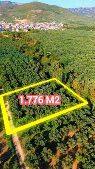 Bursa Orhangazi Çakırlı Köyünde 1.776 M2 Manzaralı Zeytinlik