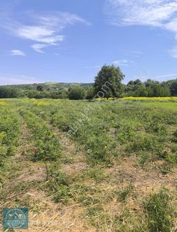 M.k.paşa Gayrimenkulden Behramda 3050m2 Satılık Bahçe