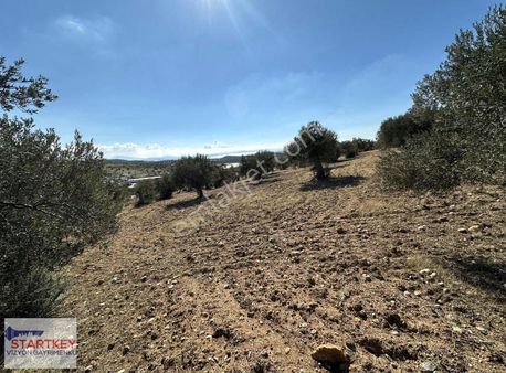 Bergama Zeytindağda Yatırımlık Zeytin Bahçesi