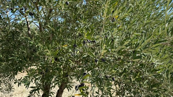 Manisa Saruhanlı Gökçeköyde 5 Dönüm Bakımlı Zeytinlik