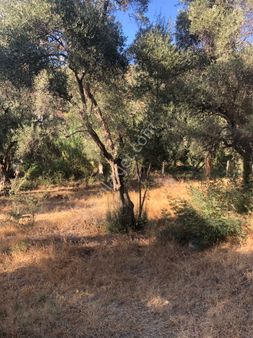 Tuzabat Mahallesinde Satılık Tarla Hissesi