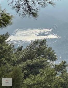 Fethiye Göcek Mahallesinde Satılık Zeytinlik