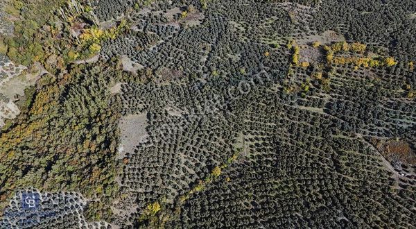 Bursa Mudanya Mirzaobada 2.425 M² Verimli Zeytinlik!!!