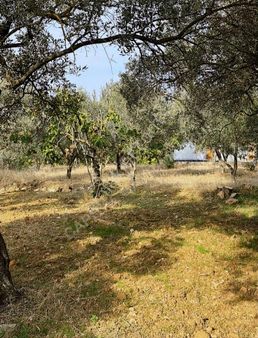 Capital Emlak'tan Tek Tapu Dirmil De Tarla