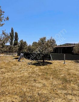 Torbalı Karakuyuda Harika Zeytinli Bahçe