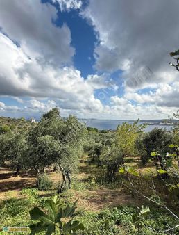 Karadağ Gayrimenkulden Aşağıyapıcıda Deniz Manzaralı Zeytinlik