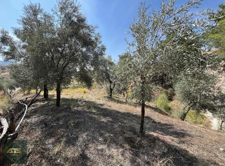 Aydın İncirliova Şirindere Mahallesi Yol Üstü 240 M2 Tarla