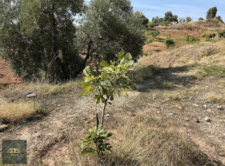 Aydın İncirliova Şirindere'de Yol Kenarı Tarla