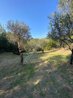 Uyar Gayrimenkulden Şakranda Yatırım Fırsatı Zeytinlik