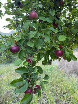 Konyaaltı Yarbaşçandır Köyiçinde 640 M² Elma Bahçesi – Rızai Taksimli, Takasa Uygun 🍎🌿