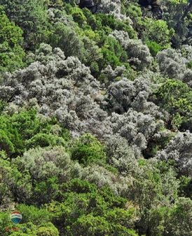 26 Izmır Bayındır'da 15 Ağaçlık Zeytınlık