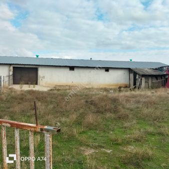 Çesmeköy De Satilik Hayvan Çiftliği