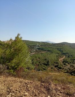 Akalın'dan Seferihisar Ulaşmış'ta Sığacık Manzaralı Zeytinlik