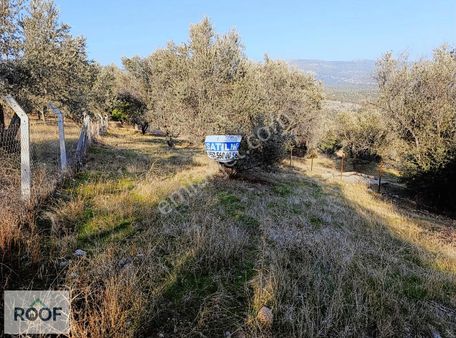 Kemalpaşa Ulucak Damlacık Köy Yakını 500 Metrekare Satılık Arazi