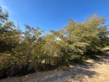 Öz Gaye Emlaktan Develi Zile Garipceviz Mevkinde Satılık Bahçe
