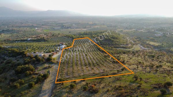 Özgün Gm'den Üçpınar'da İyi Konumlu Zeytinli Tarla