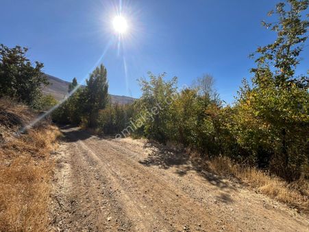 Öz Gaye Emlaktan Develi Zile Maşatlık Mevkinde Satılık Arazi