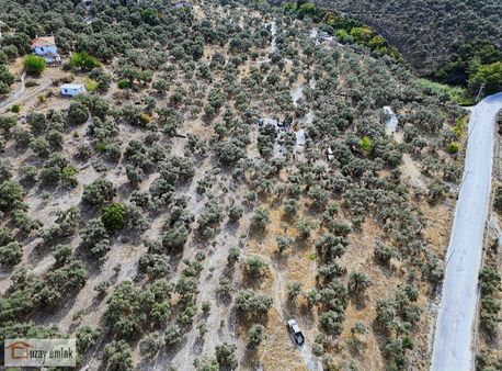 Yusufça'da Ana Yola Cepheli Satılık 3000 M2 Zeytinlik