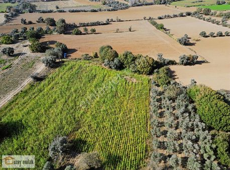 Milas Kurudere'de Satılık 5000 M2 Tarla