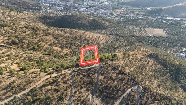 Milas Hacıahmetler Ulaşım Yolu Açık Yatırımlık Zeytinlik