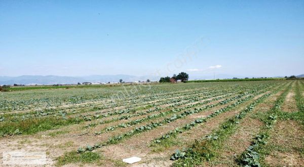 Yatırım Emlak'tan Köy Merkezine Yakın Tek Tapu Tarla.