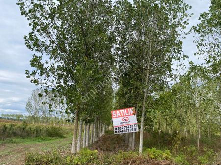 Satılık 9760 Metrekare Kavaklık