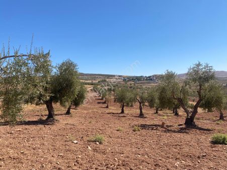 Acil Satılık Tam Yatırımlık Zeytinlik