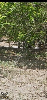 Acil Samanköyde 3 Dönüm Satılık Bahçe.