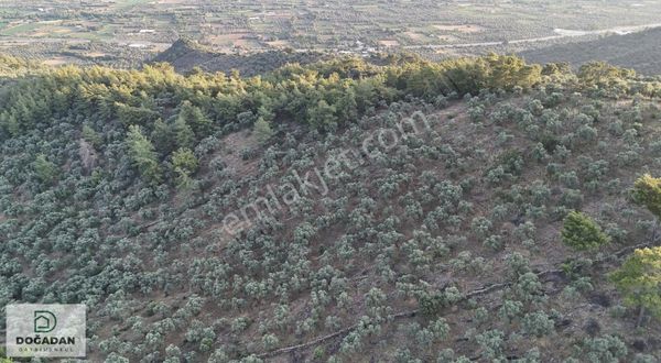 Doğadan Milas Derince Yolu Olan Bakımlı Zeytinlik