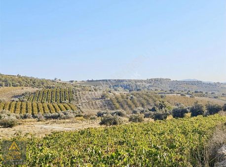 Ulaşş Tarlaa-zeytinlik- 3,5.dönümm-kelepirr Satılıkk**aydındann*