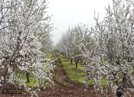 Tavas Kozlarda Fırsat Badem Bahçesi