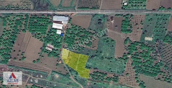 Atlas'tan Avşar'da Elektrikli & Kuyulu Satılık Çiftlik